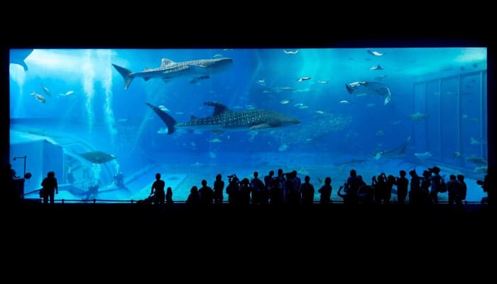 Virtual Zoo Tours and Aquarium Tours-min